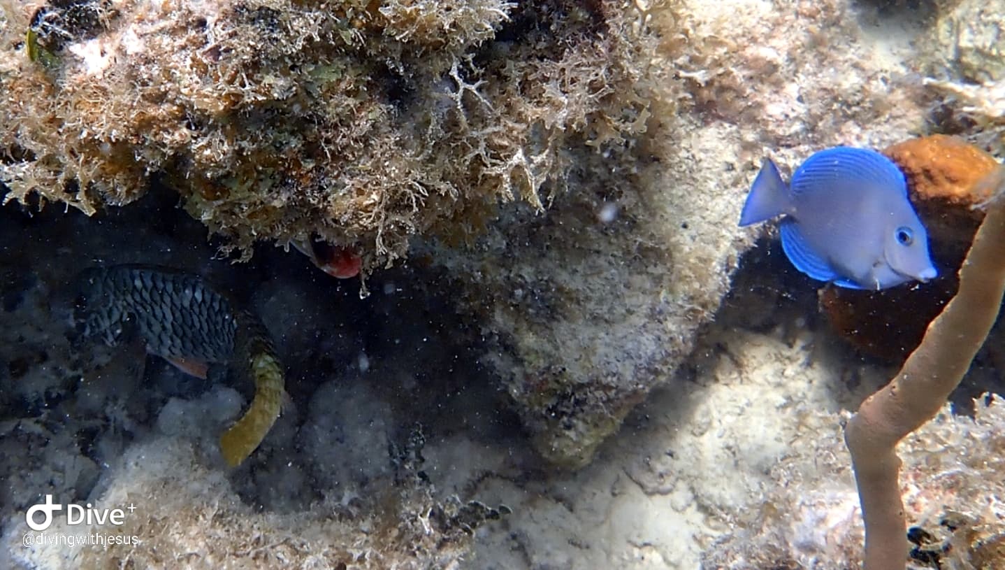 Blue tang on a San Juan coral reef
