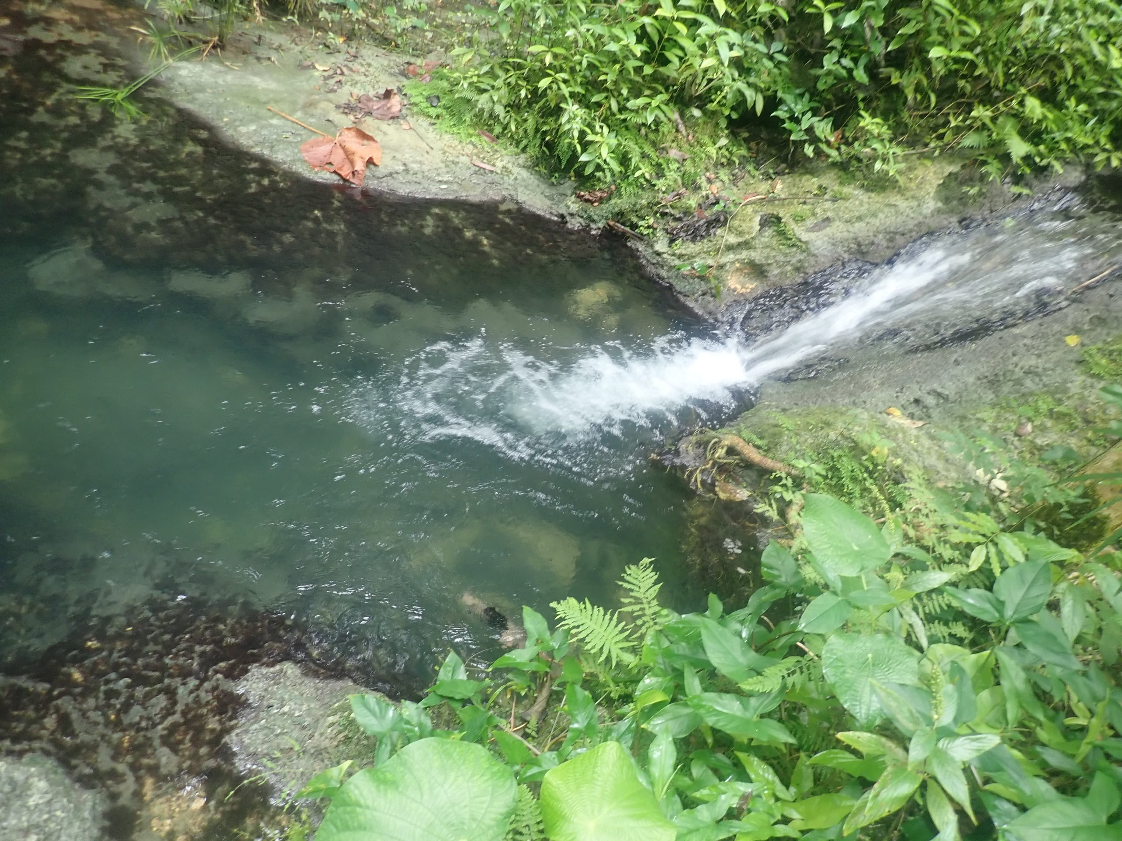 Small cascade pouring into a jungle pool
