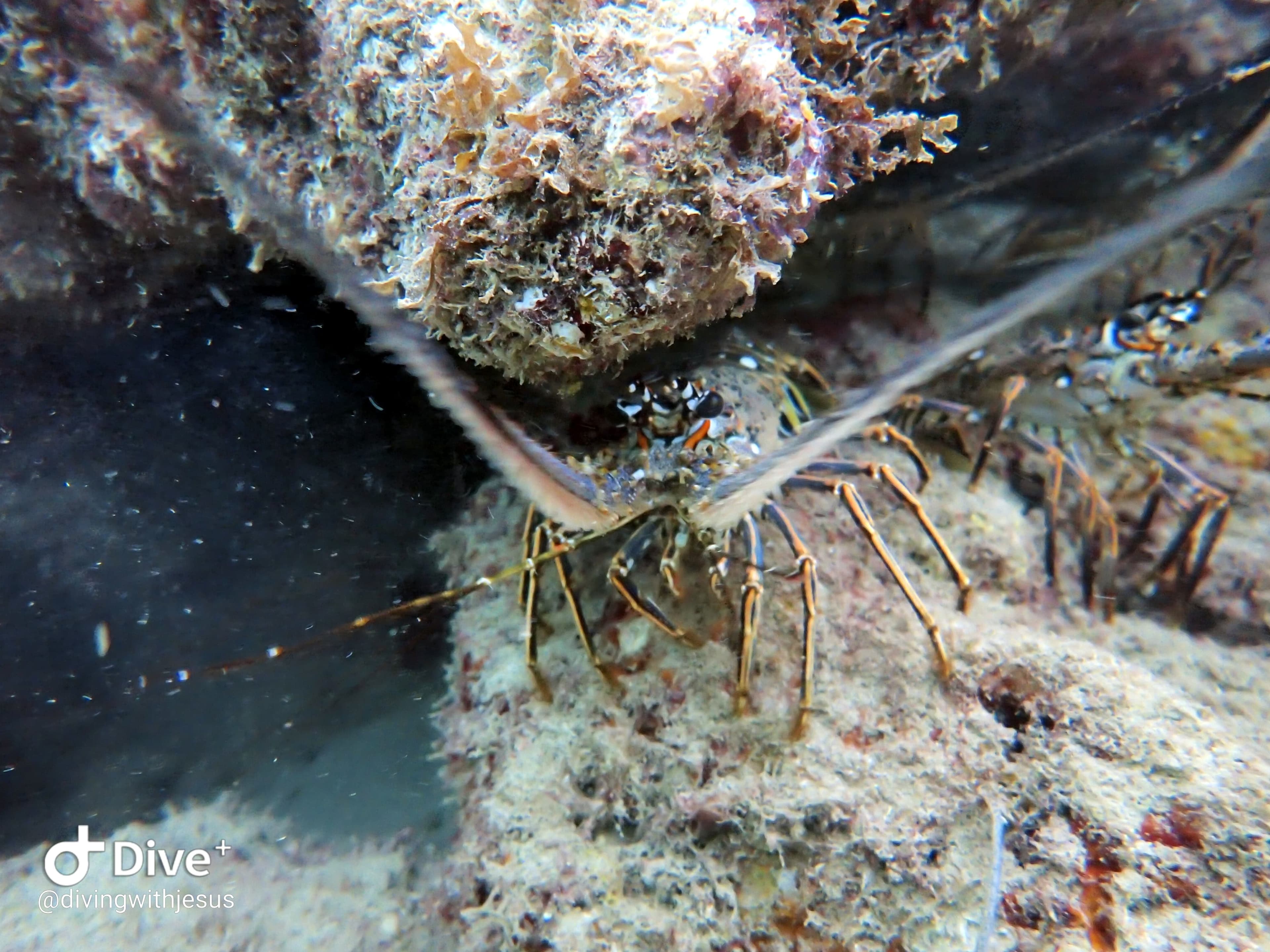 Spiny lobster hiding under a reef ledge